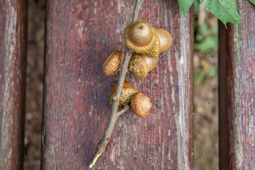 acorns lying on a park bench. autumn natural decoration.