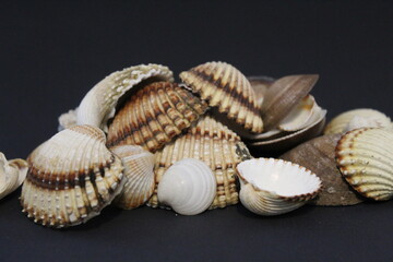 seashells on a black background