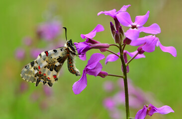 Zeynthia cerisyi 1128