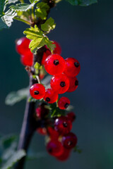 On the branch bush berries are ripe redcurrant (Ribes rubrum)