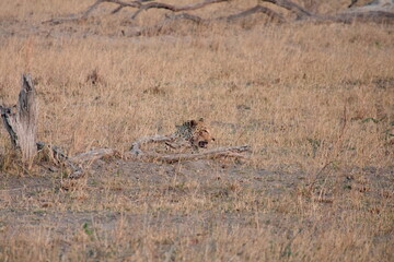 Camouflaged Leopard Resting in the Okavango Delta