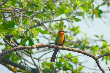 Close-up of a White-fronted Bee-eater (Merops bullockoides) in the Okavango Delta