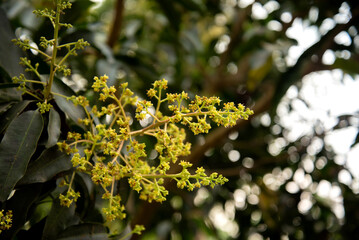 Mango flower is blooming full on the mango trees