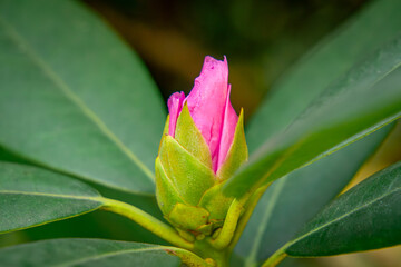 beautiful pink emerging rhododendron flower in macro scale.