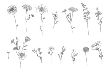 Wildflower Separate Element Collection Natural Organic Line Art Drawing on Transparent Background
