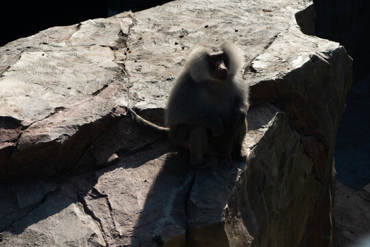 Baboon Rock Zoo Exhibit Animal - A baboon sits on a rock in a zoo exhibit.