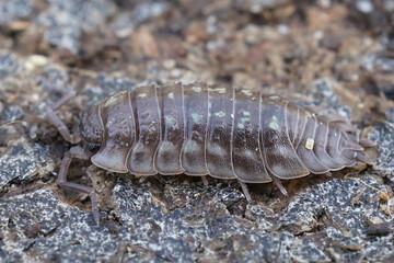 Close-up of an Oniscus asellus pill bug, showing its segmented shell and legs as it crawls across rough asphalt.