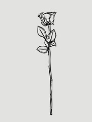 A minimalistic Hand-Drawn Black and White Rose Illustration with a long stem and leaves. Monochrome sketch of the flower suitable for tattoos © Елена Науменко