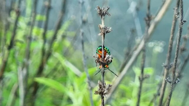 Beautiful brilliantly colored of bugs on dry branches with a blurred background. Jewel bug (Chrysocoris stollii) is a common bug.