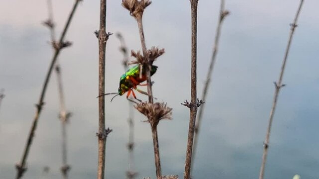 Beautiful brilliantly colored of bugs on dry branches with a blurred background. Jewel bug (Chrysocoris stollii) is a common bug.
