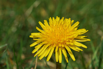 Close-up of a vibrant yellow dandelion flower, showcasing intricate petal details against a soft, green, grassy backdrop