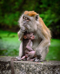 Tender Love of Primates