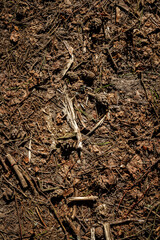 Natural pine forest ground with some leaves, twigs and seeds. Forest soil texture background