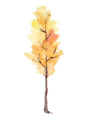 maple leaf isolated on white background