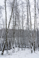 Birch grove after a snowfall on a winter cloudy day. Birch branches covered with snow.