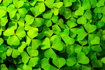 Background with green clover leaves for Saint Patrick's day. Abstract backdrop for design with a...