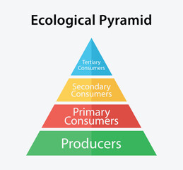 Ecological pyramid of energy diagram. 