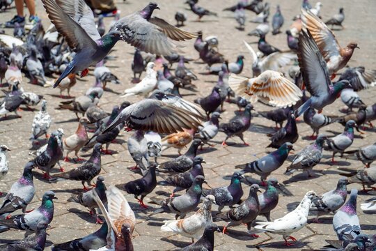 lots of pigeons gathering for food. group of pigeons fight over for food. lots of pigeons in one of Malaysia's tourist attractions called Batu Caves
