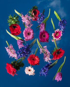 artistic arrangement of colorful gerber, hyacinth, tulip and anemone flowers on mirror