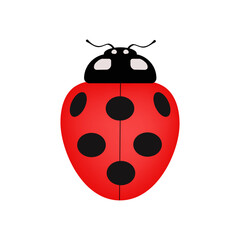 Ladybug on white background. Vector illustrations 