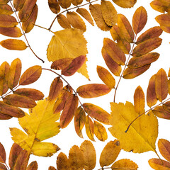 Seamless pattern of fall autumn leaves on transparent background for textiles wallpapers stationery digital designs covers packaging