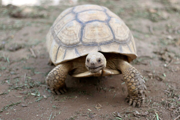African Sulcata Tortoise Natural Habitat,Close up African spurred tortoise resting ,cute animal