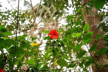 A Red hibiscus flower in a green leaf. Malvaceae, Hibiscus rosa-sinensis