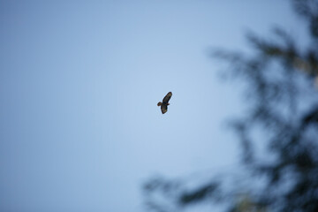 Hawk soaring in a clear blue sky above lush trees during a serene afternoon in nature