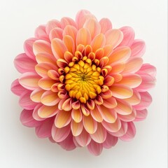 Fototapeta premium Stunning Pink and Yellow Dahlia Bloom Isolated on White Background