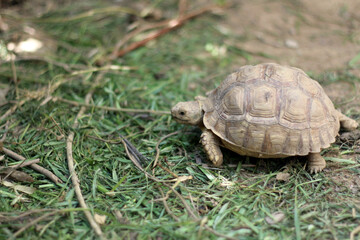 African Sulcata Tortoise Natural Habitat,Close up African spurred tortoise resting ,cute animal