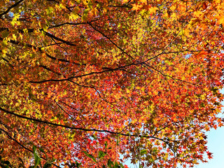 紅葉したモミジ