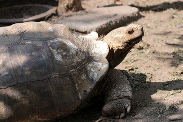 African Sulcata Tortoise Natural Habitat,Close up African spurred tortoise resting ,cute animal