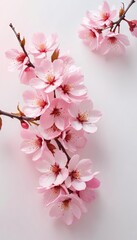 Pink Blossom Flowers on Branches: Beautiful Spring Floral Scene in Soft Natural Light
