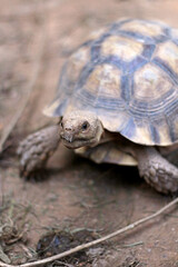 African Sulcata Tortoise Natural Habitat,Close up African spurred tortoise resting ,cute animal