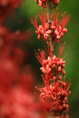 Phyllocarpus septentrionalis  or monkey flower tree ,
impressive small tree with handsome low spreading canopy. Becomes covered with bright red pendulous droops of stunning flowers.THAILAND
