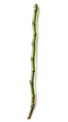 Bamboo growth in a natural field with white background capturing the essence of nature and tranquility