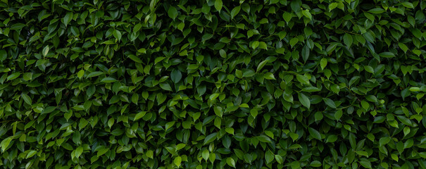 Herb wall, plant wall, natural green wallpaper and background. nature wall. Nature background of...
