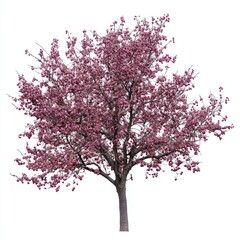 Naklejka premium A Plum tree photography blossom flowers.