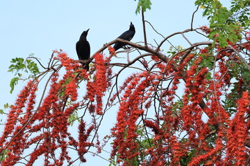 Phyllocarpus septentrionalis or monkey flower tree , impressive small tree with handsome low spreading canopy. Becomes covered with bright red pendulous droops of stunning flowers.THAILAND