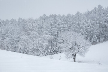 雪景色