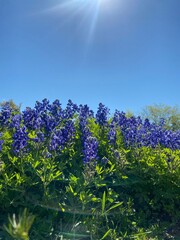 bluebonnets in bloom on cloudless day