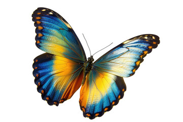 Obraz premium Morpho Butterfly, Beautiful Colors. Isolated