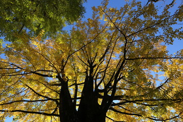 日本　埼玉の風景