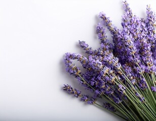 Lavender bunch on a white background showcasing vibrant purple colors and fresh fragrance