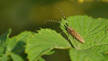Sunflower longhorn beetle on a plant leaf in the summer in a clearing.
