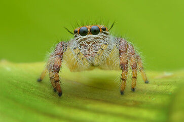close up of baby Hyllus Diardi