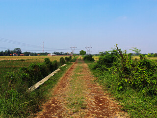 View of a dirt road in the middle of the rice fields on a sunny day. 