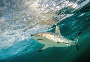 Fototapeta premium Pristine Underwater Scene Featuring a Shark Swimming Gracefully Beneath the Surface of Clear Ocean Water with Sunlight Reflections