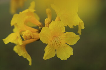 Tabebuia chrysantha or Handroanthus chrysanthus 
was declared the National Tree of Venezuela due to its status as an emblematic native species of extraordinary
beauty.