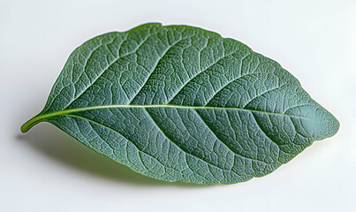 Obraz premium Single leaf, close-up, white background
